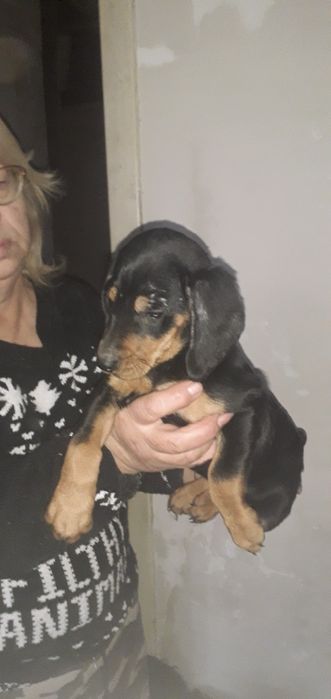 Метис таксы девочка