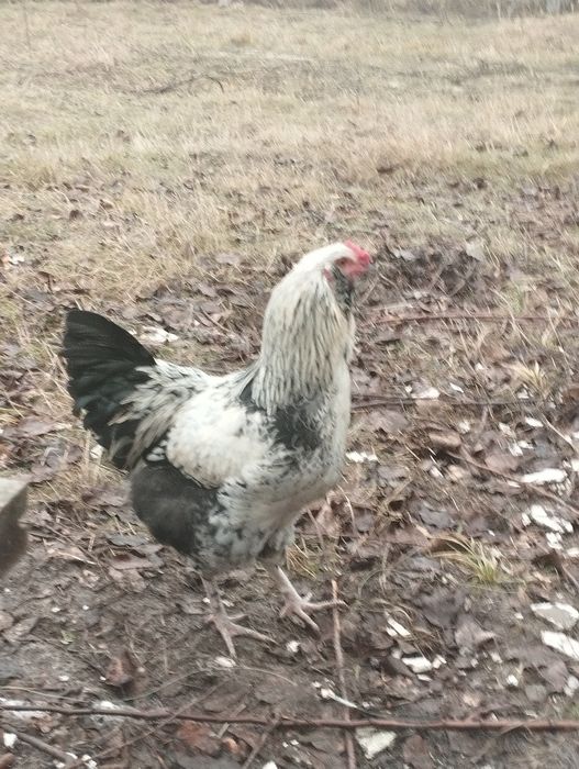 Питухи,Амераукана,и битнамцы.