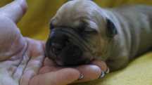 Everest plowy samiec Amstaff FCI, American Staffordshire Terrier