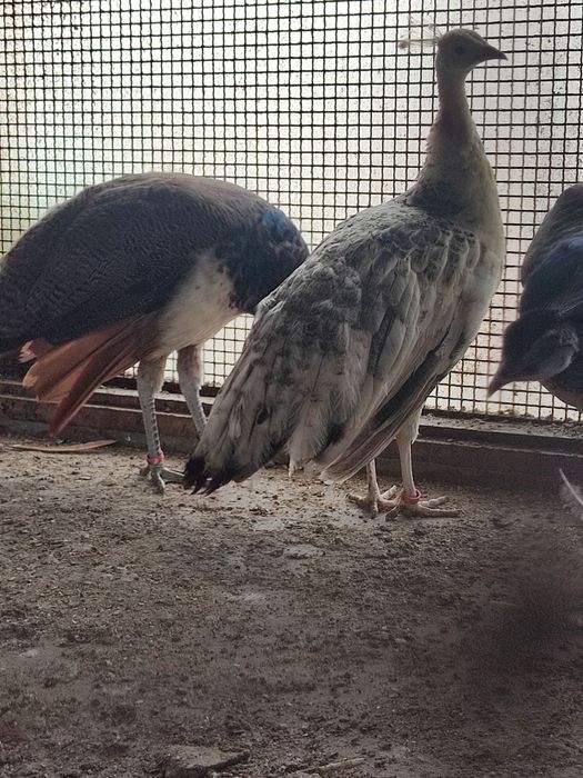 Pavões alecrins e azuis