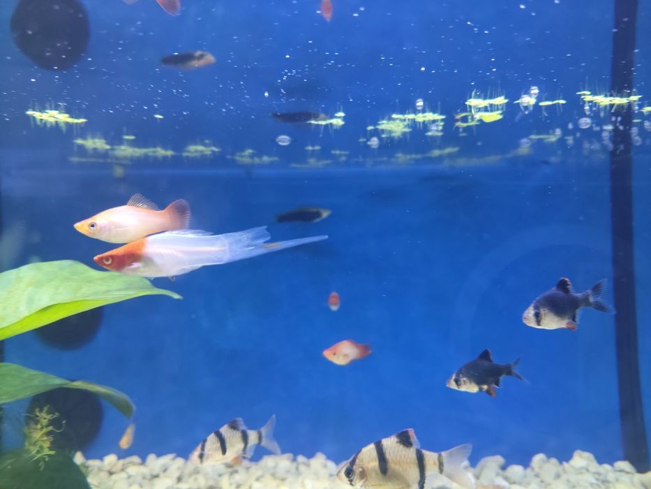 Espadas texugo kohako comet pink