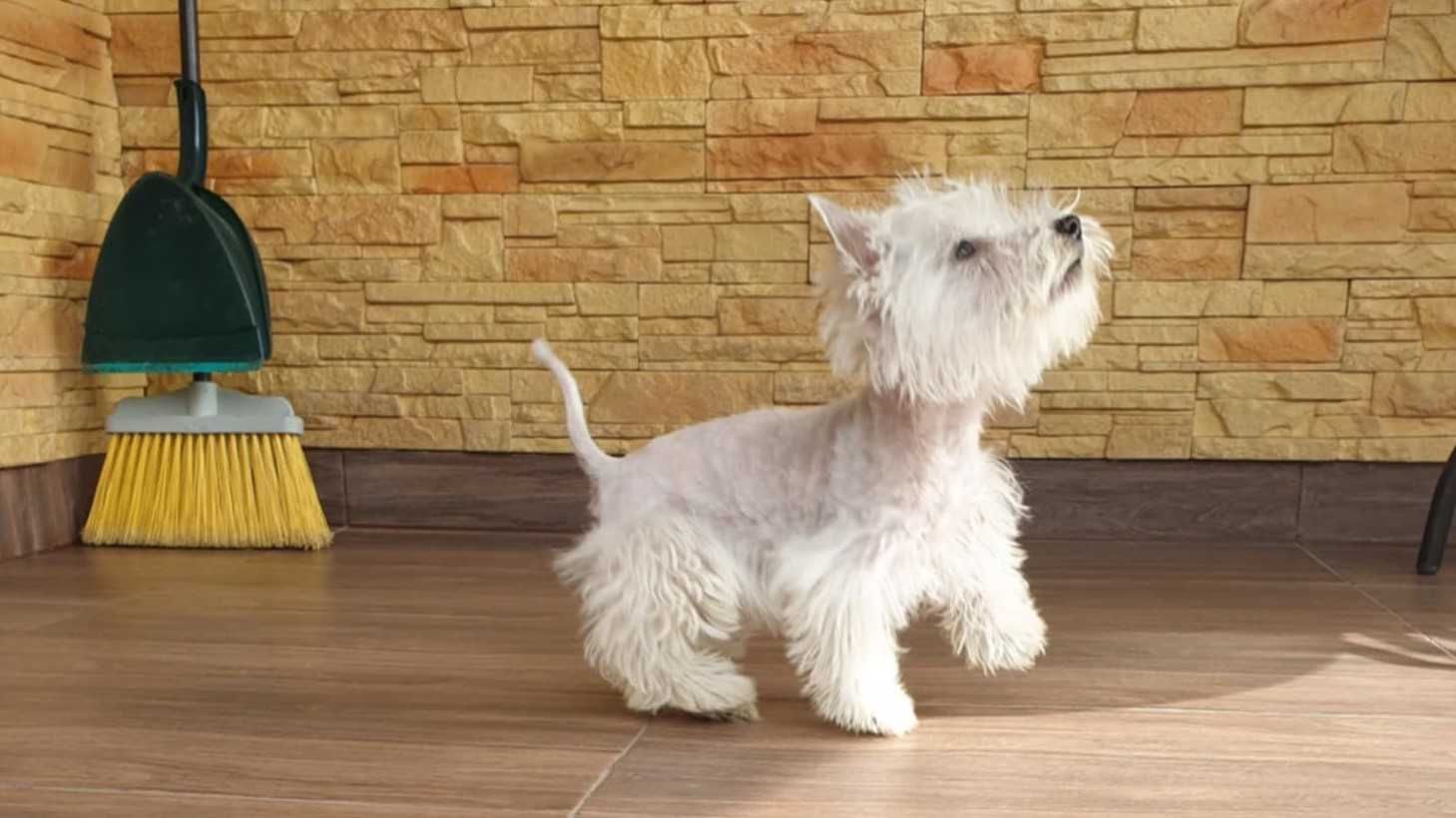 West Highland white terrier. piękny. Super charakter.
