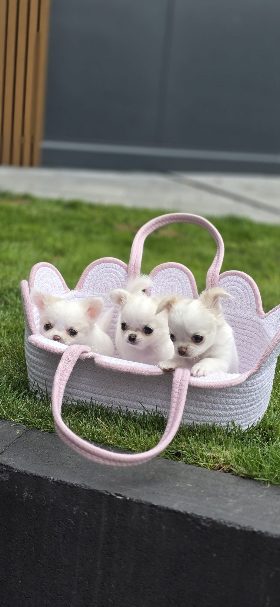 Sprzedam pieska chihuahua ZKwP FCI