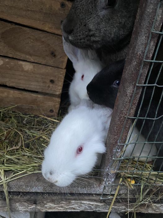 Продам кролів різного віку