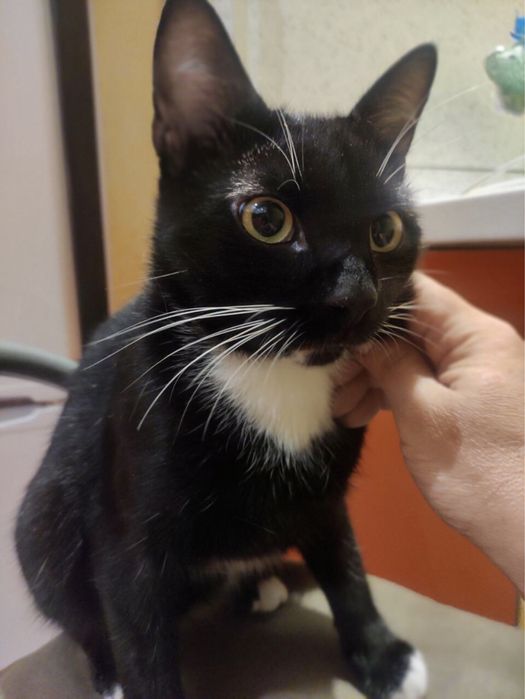 Красунчик зачекався на своє щастя!