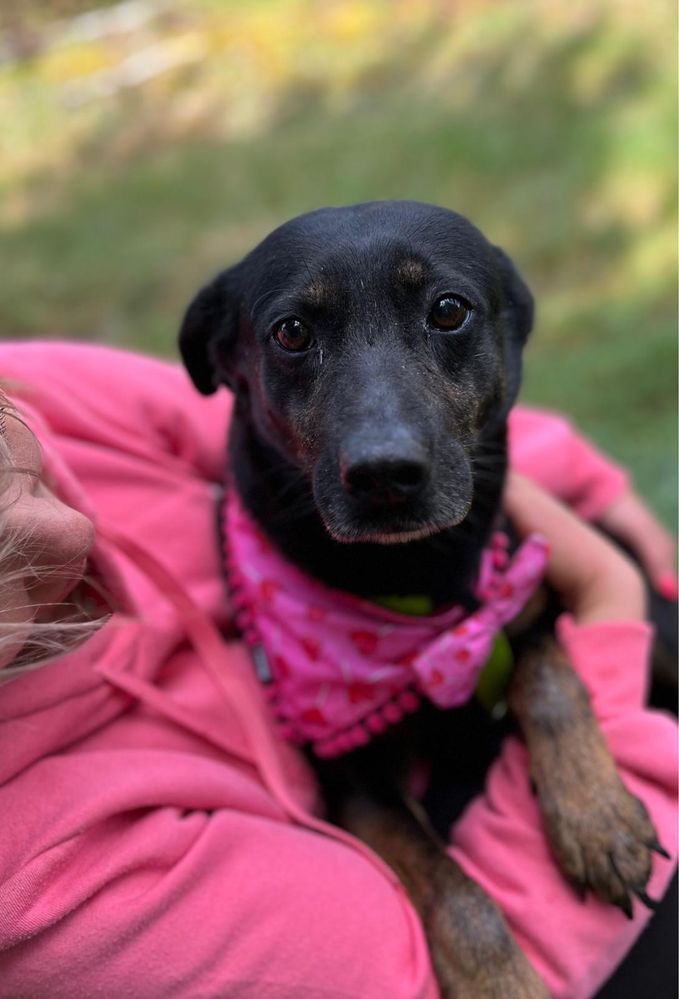 Misia - latami dostawała razy, była niechciana. Pokochaj, adoptuj!