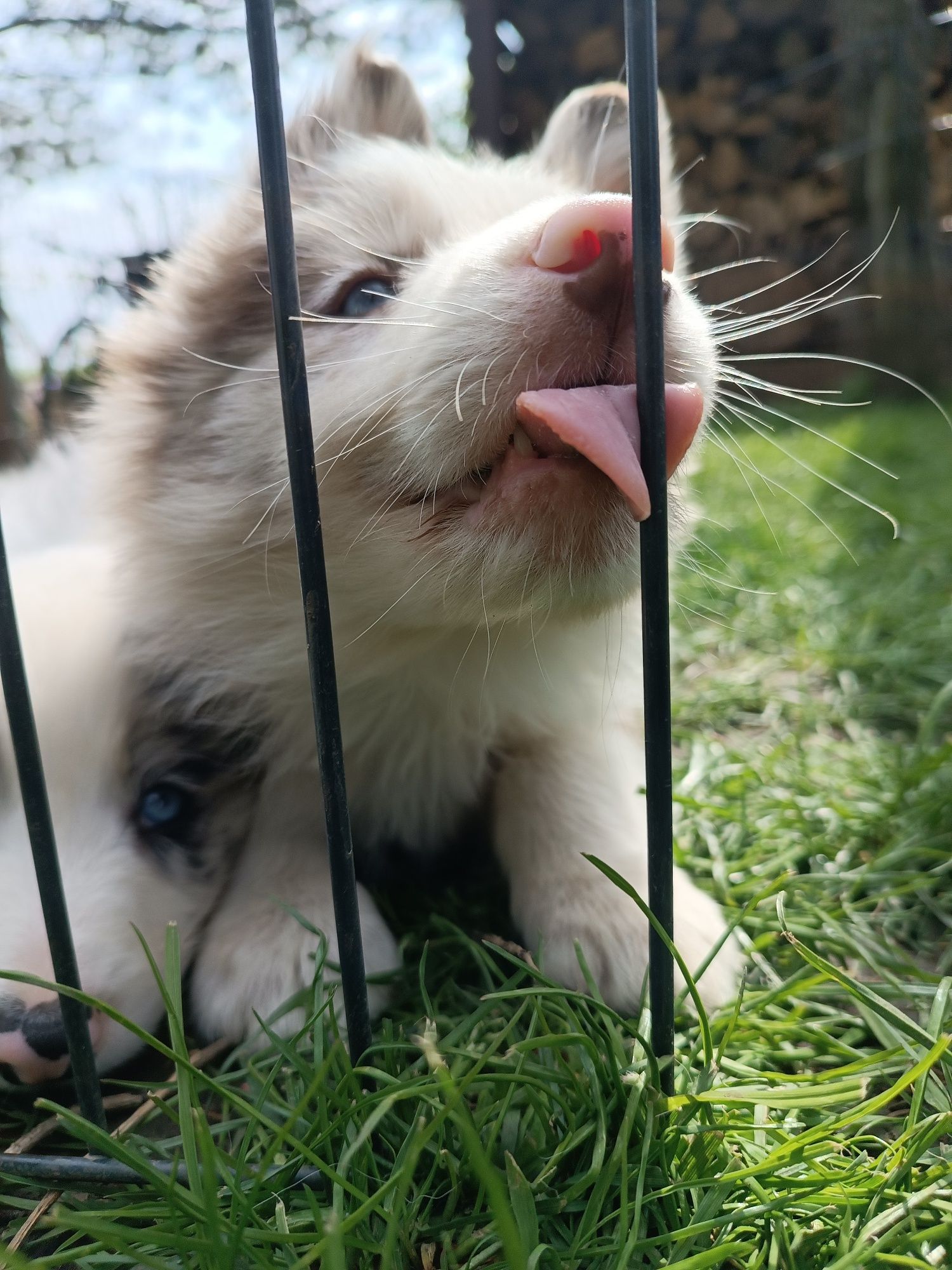 Border Collie Red Merle