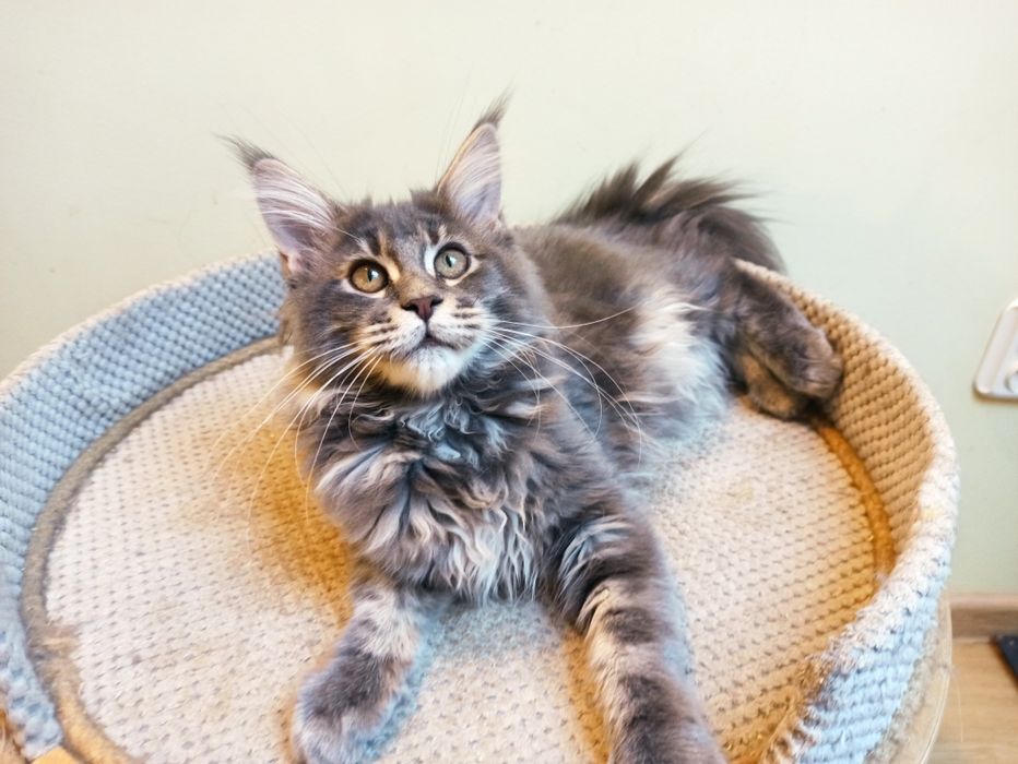 Maine Coon-koteczka niebieska po Championie