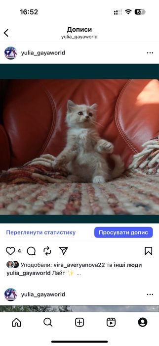 Котик Британец Длинношерстный 1год Кастрирован