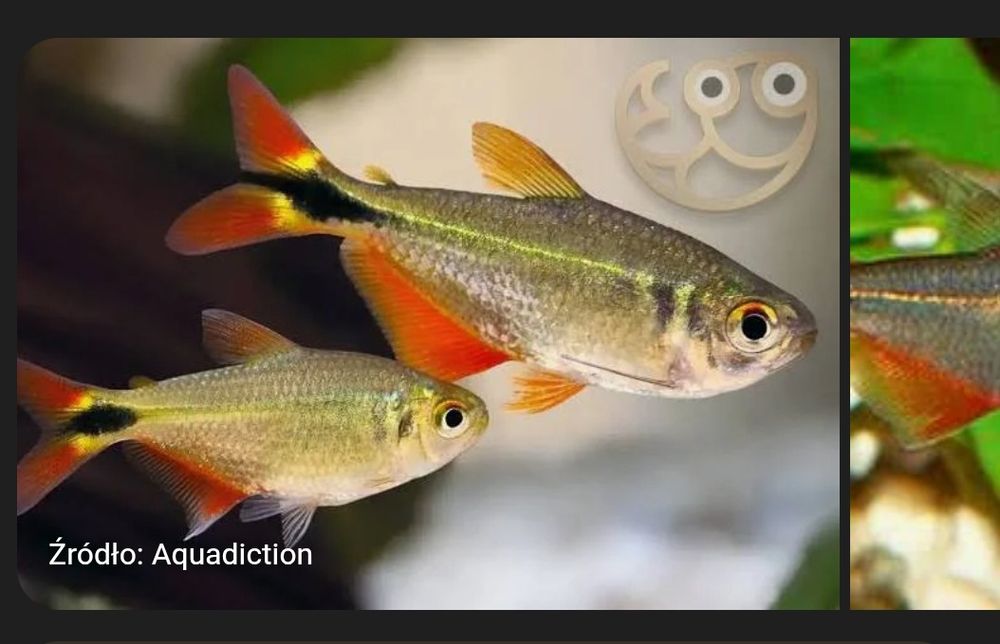 Oddam ryby akwariowe . Zwinnik Ogonopręgi.