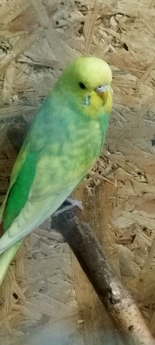 Sprzedam papugi faliste samce i samiczki w pięknych mutacjach koloru