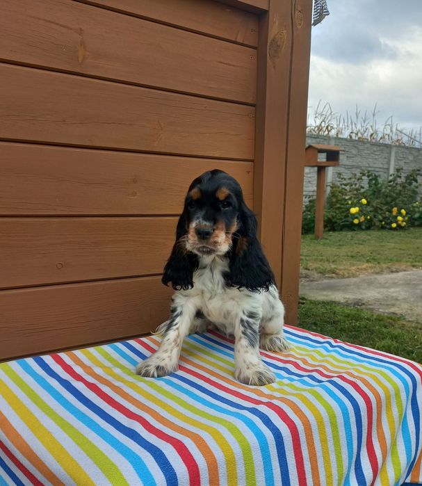 Cocker Spaniel Angielski Suczka Gotowa do odbioru