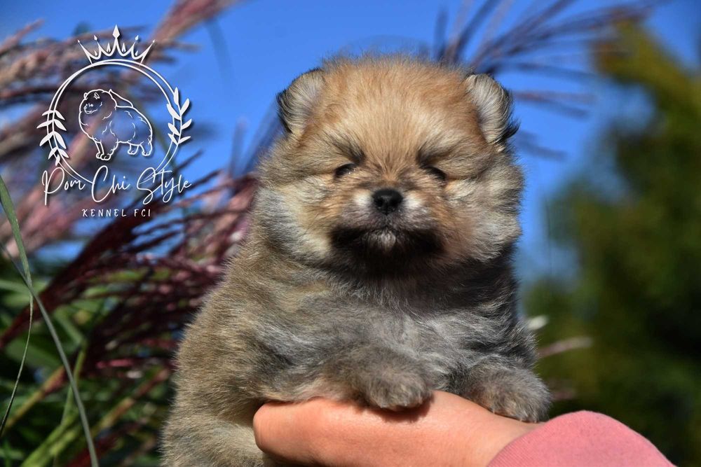 Szpic miniaturowy Pomeranian ZKwP