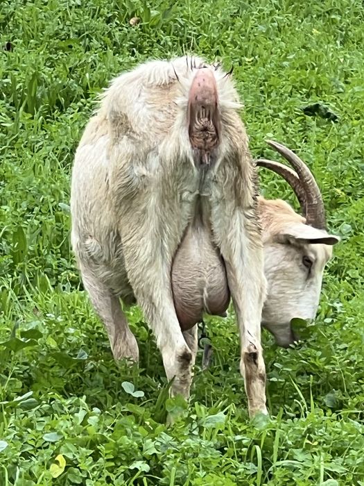 CABRA alpina  exelente linhagem