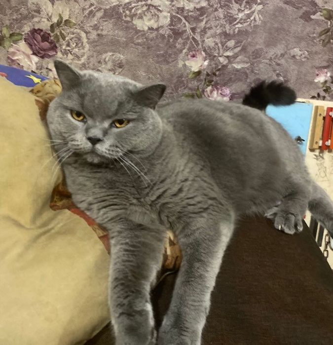 Пропал кот серый на пшс