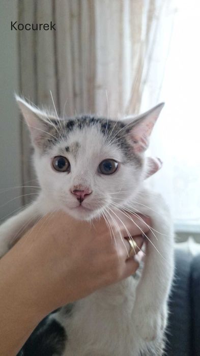 Kociaki oddam za darmo