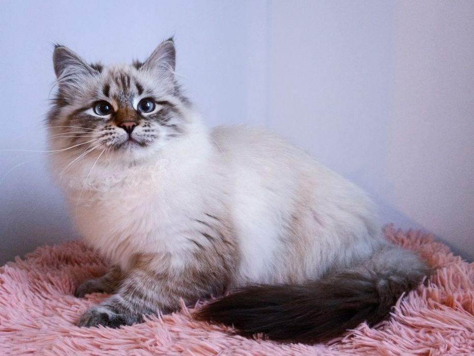 Мила сибірська дівчинка з документами Andromeda