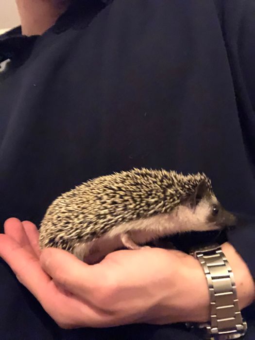 Młode Jeże Pigmejskie