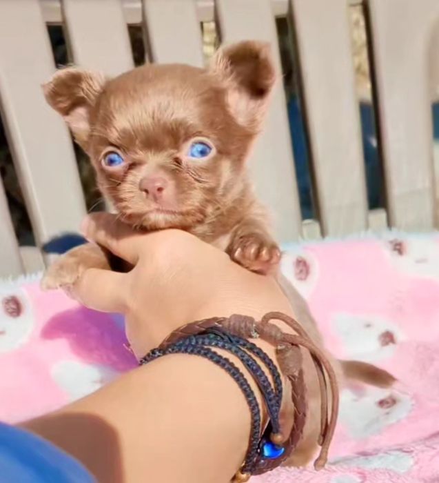 Chihuahua  de qualidade lop afixo