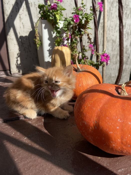 Кошенята/котята шукають дім та люблячу родину