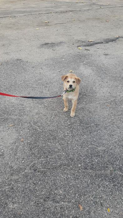 Отдам собаку в хорошие руки