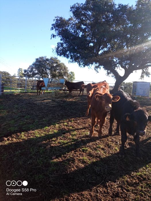 Vitelos cruzados limousine com angus