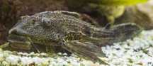 Glonojad Hypostomus plecostomus