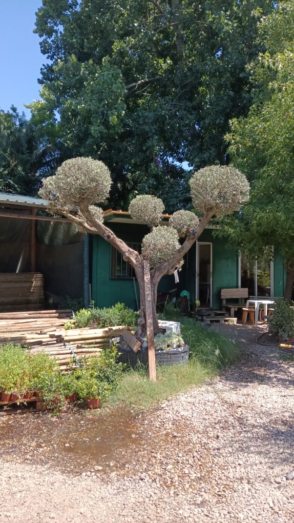 Oliveiras Bonsai