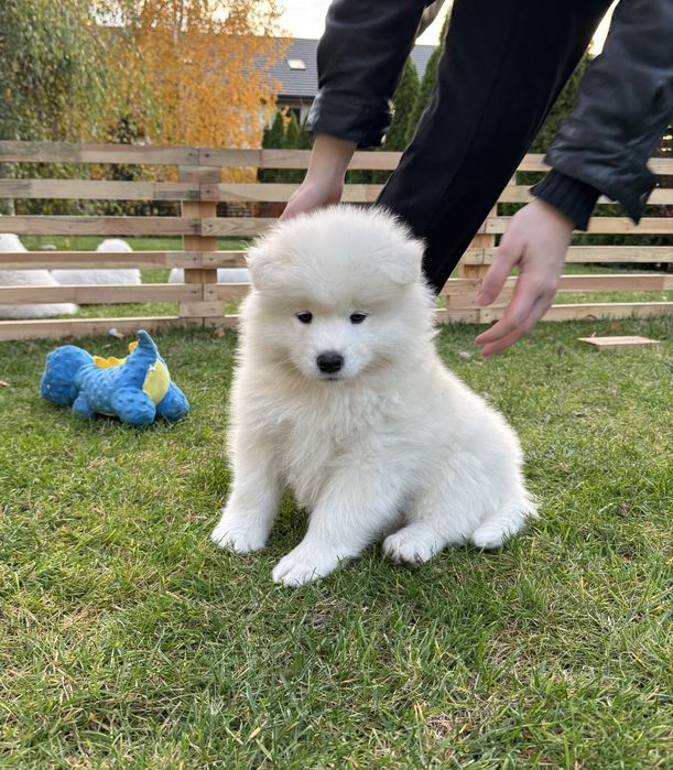 Aurora suczka - szczeniak Samoyed - gotowa do odbioru 4.11