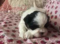 Shih tzu piesek, rodowód, wyprawka