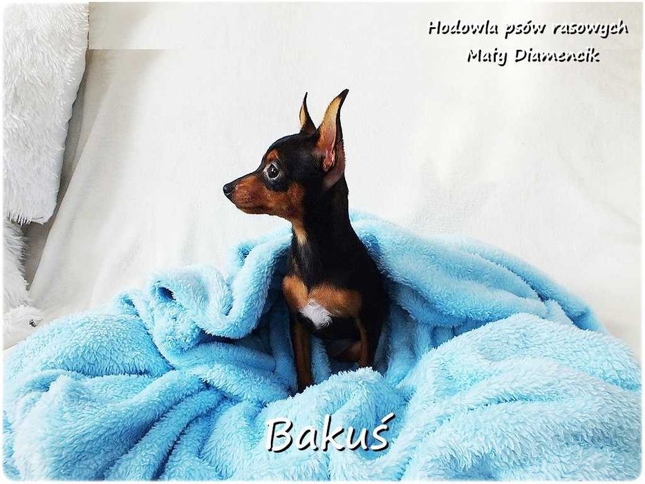 Mały Piesek BAKUŚ Ratlerek /sarenka Pinczer miniaturowy 5m-cy Rodowód