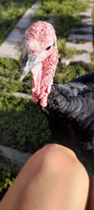 Indor kanadyjski samiec