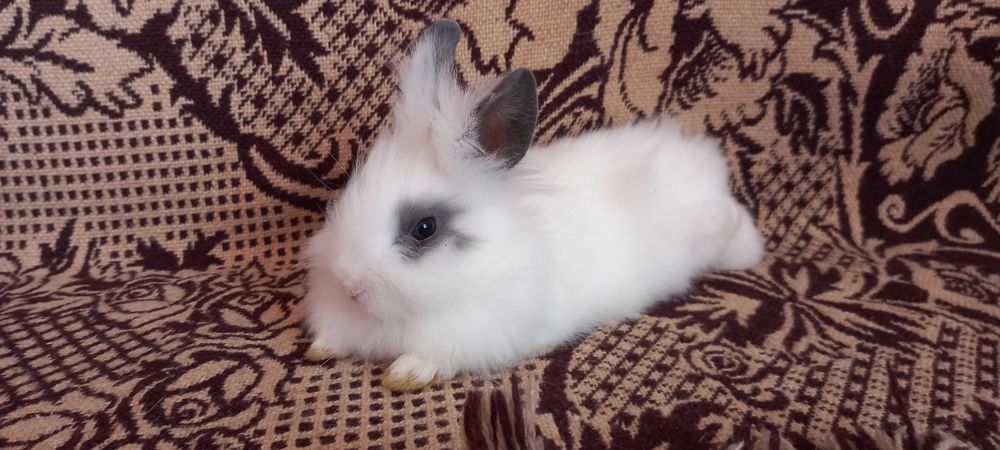 Słodki króliczek angora angielska