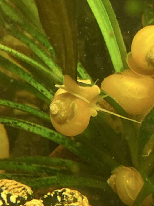 Ампулярия улитка аквариумная