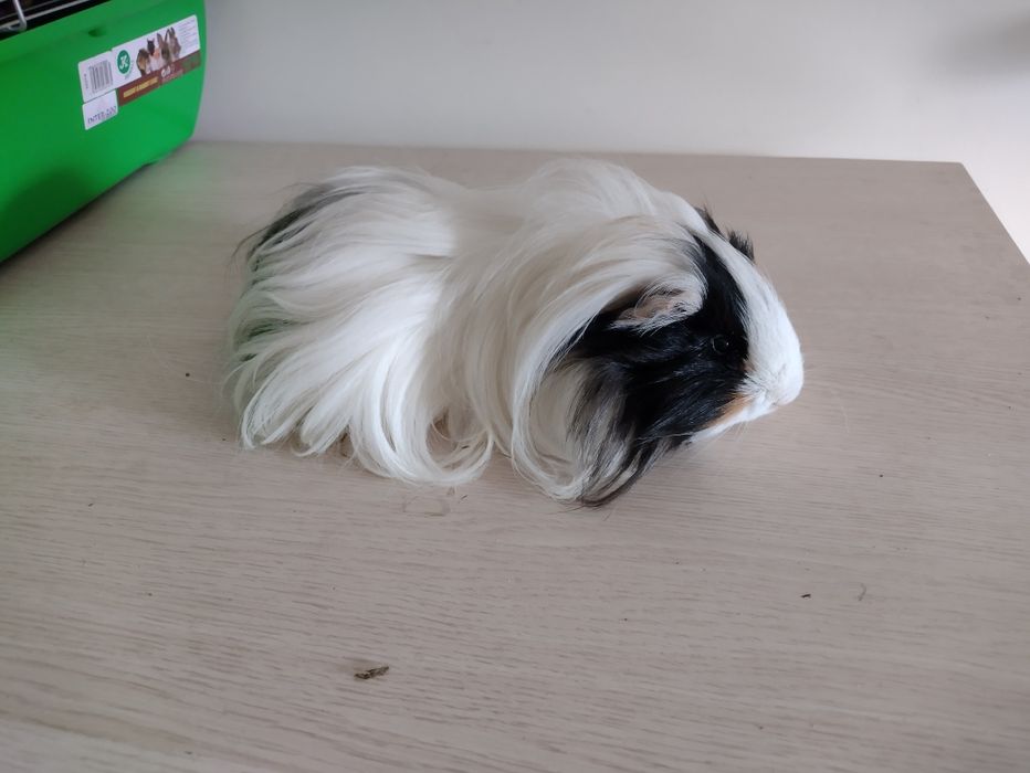 Świnki morskie młode dlugowłose