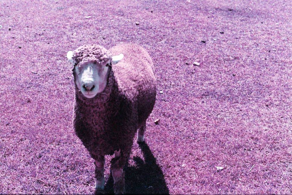 Lomochrome Purple XR 100-400
