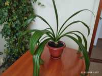 Гіменокаліс прекрасний (Hymenocallis speciosa), велика рослина
