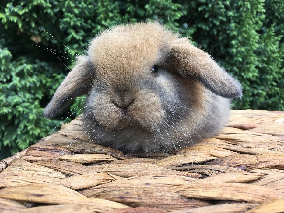 Króliczek miniaturka mały mini lop zarejestrowana hodowla mini lop
