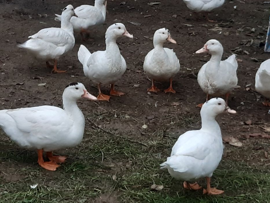 Sprzedam kaczki francuskie i kaczogęsi