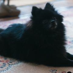 Pomeranian szczeniaczek