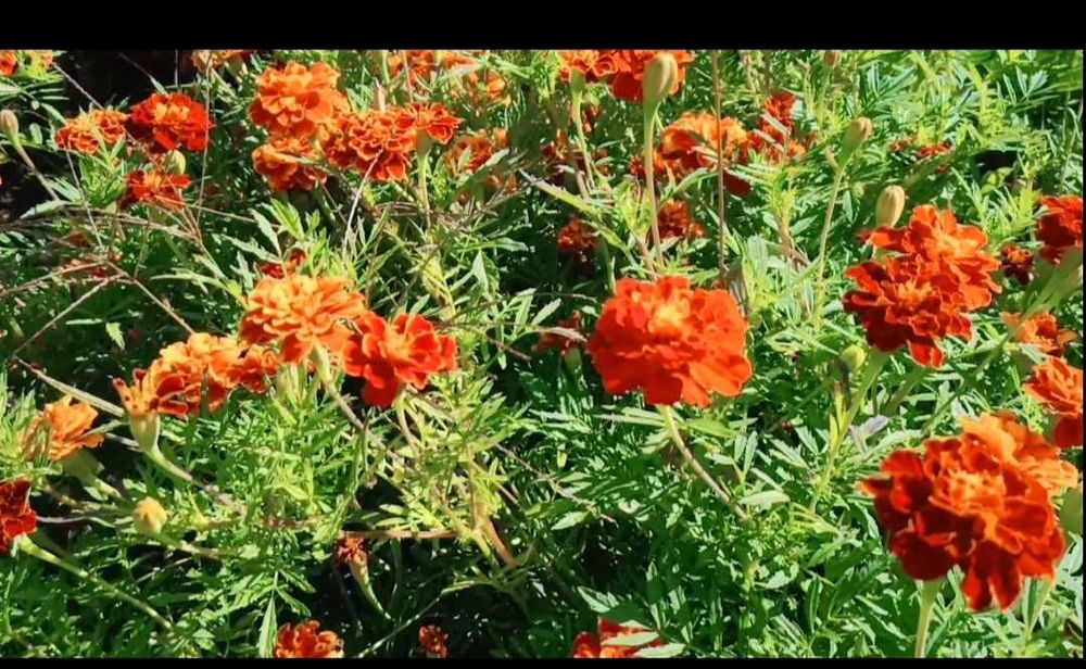 Чернобрывцы свежие , календула.