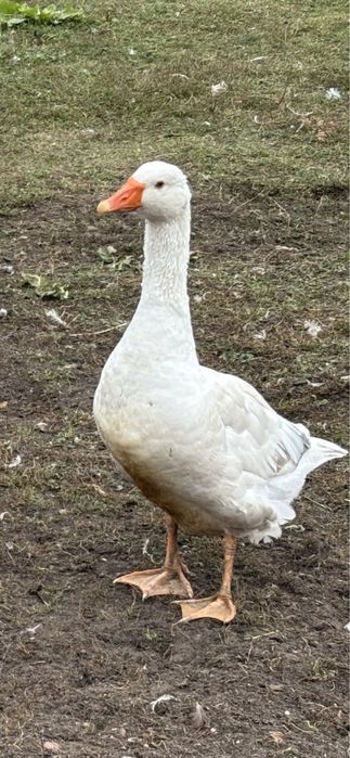 Sprzedam tuszki gęsi z tego roku