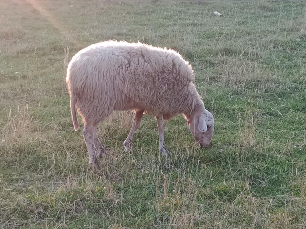 Sprzedam owce i barany