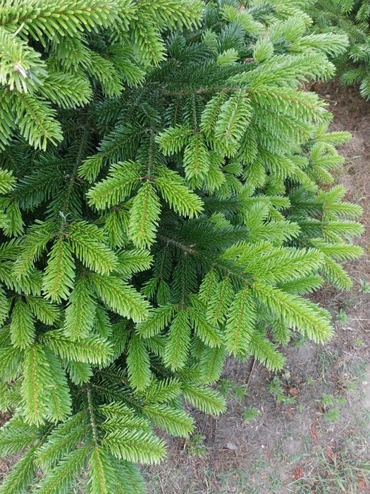 Gałęzie jodły kakuaskiej, Świerk srebrny  na wiązanki