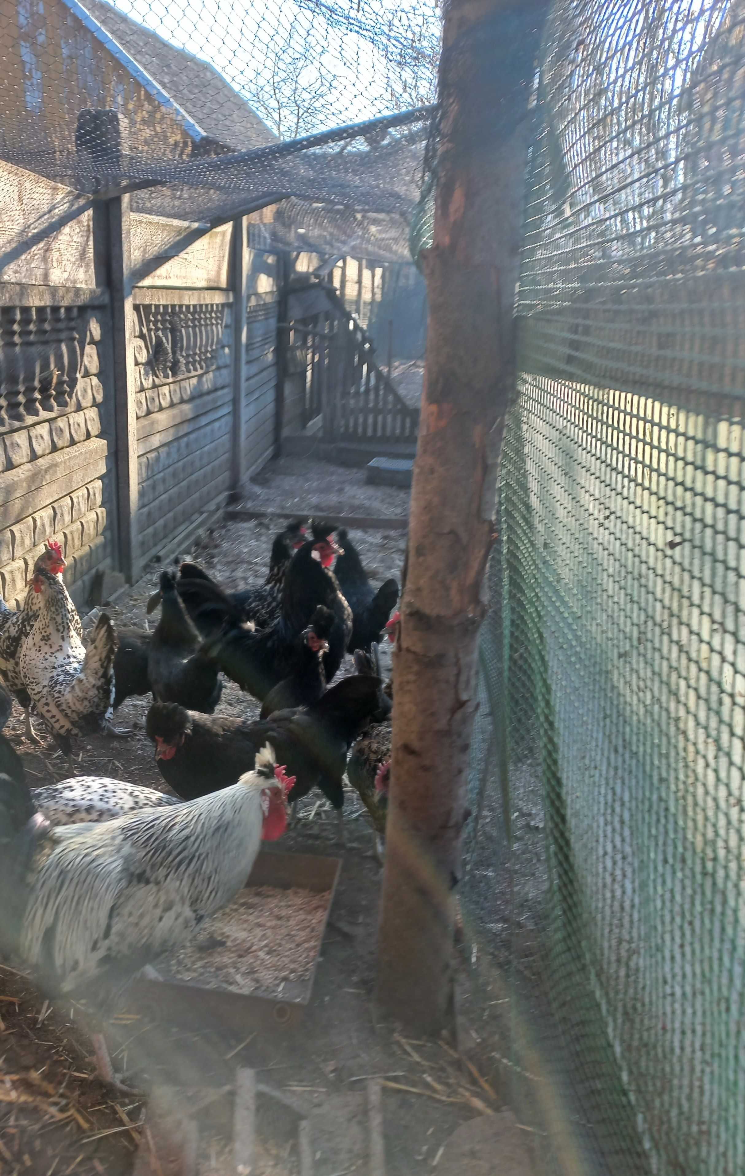 Jaja lęgowe   dostępne Marans,green shell,legbar, Appenzeller dostępn