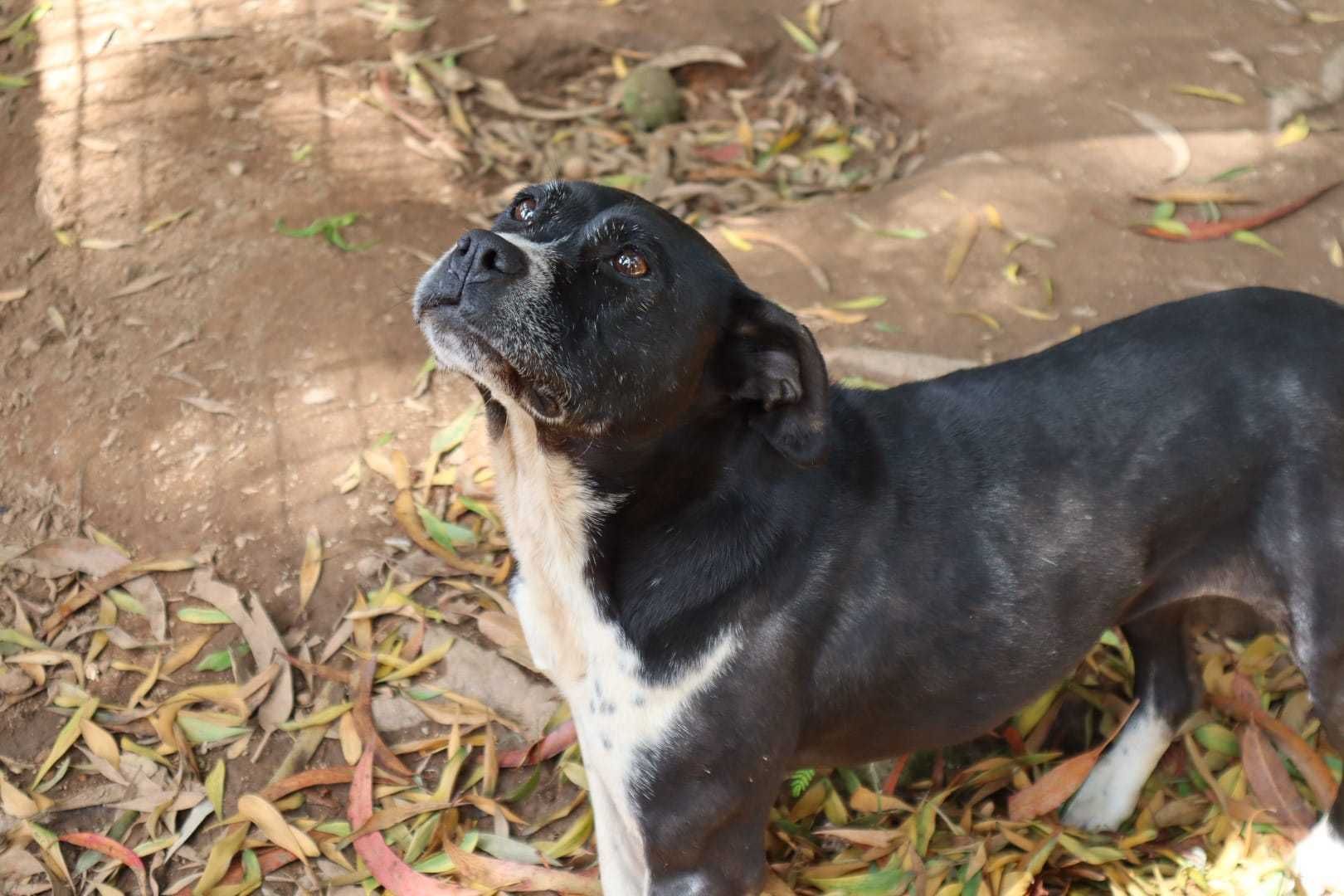 Para adoção: Chandra