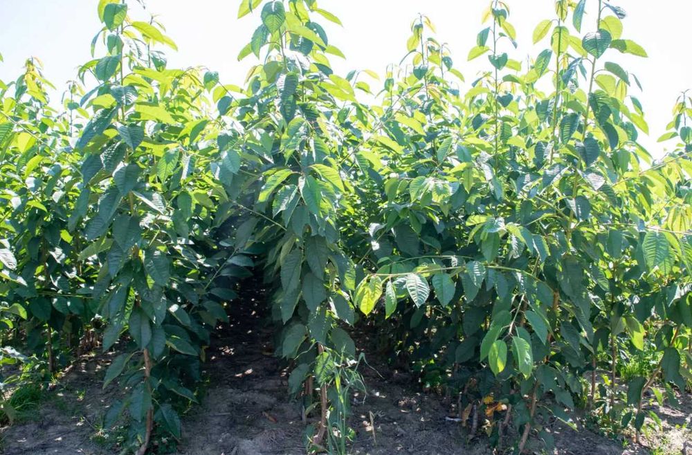 Саджанці абрикоса, персика, сливи, нектарина, яблуня — потужні дерева