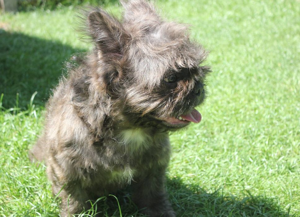 Французький бульдог флудлі