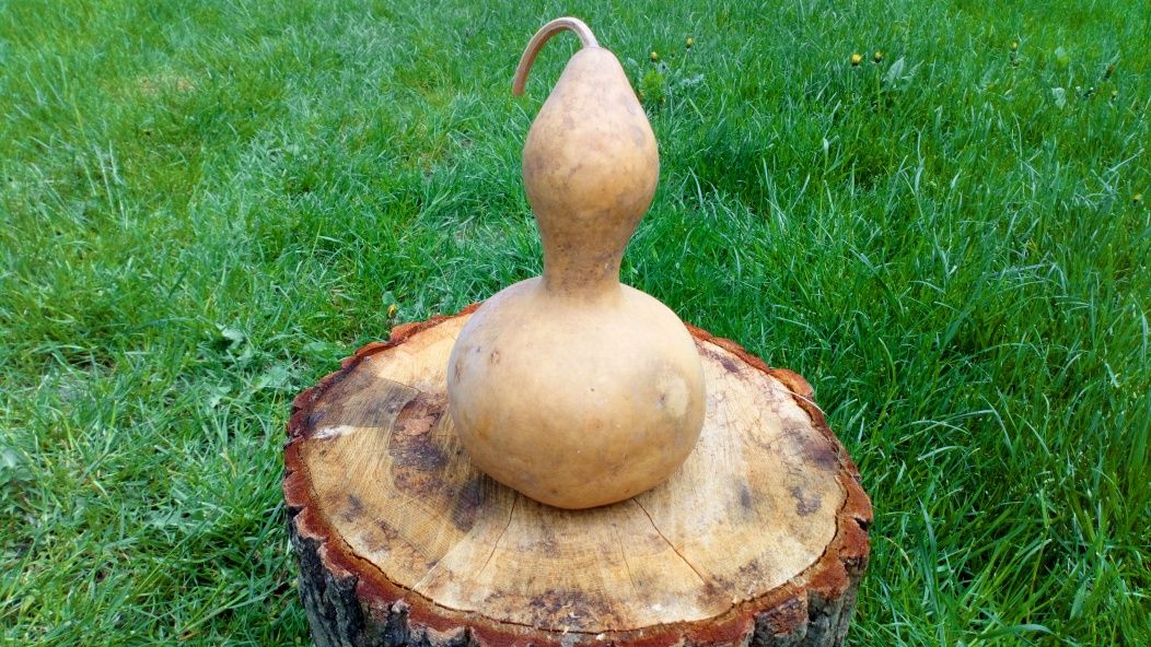 Tykwa, Calabash, Odmiana Mini Bottle Gourds, Feng shui, mała butelka .