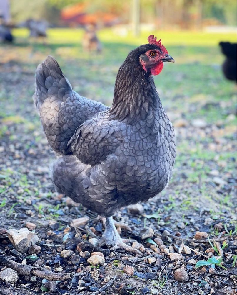 Galinhas Marans negras reprodutoras
